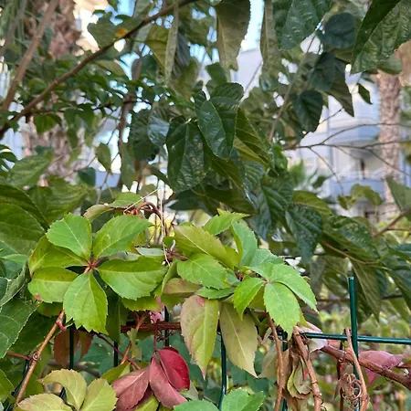 Apartment Sare Life 1 *